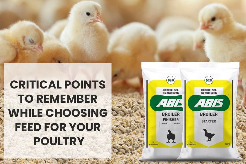 How to choose the right feed for your poultry?